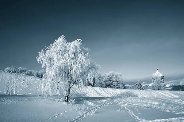Utsikt Över Träd Snön — Stockfoto