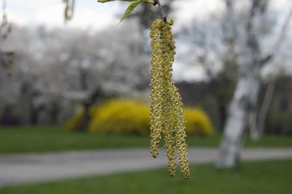 緑の芝生のぼかしの背景にバーチカトキン — ストック写真