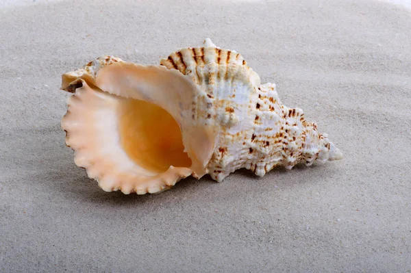 Une Grosse Coquille Sur Fond Sable — Photo