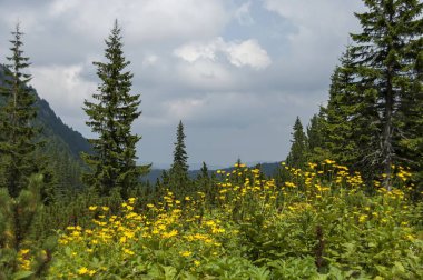 Mountain top overgrown with coniferous forest, glade  and  Arnica  or wild yellow flower on the ecological walk toward Maliovitza peak in Rila mountain, Bulgaria clipart