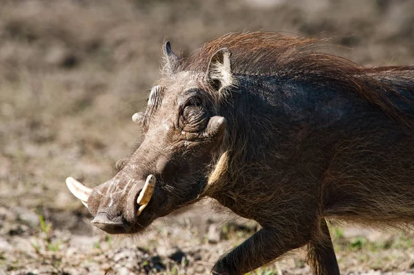 Running Warthog Phacochoerus Africanus Cerca Botswana — Foto de Stock