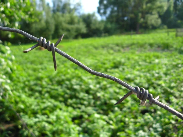 Kuchyňská Zahrada Lůžky Rostoucími Brambor Ostnatým Drátem — Stock fotografie