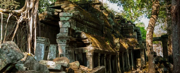Träd Vägg Prohm Templet Angkor Wat — Stockfoto