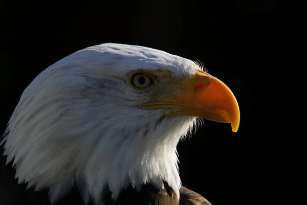 Retrato Cerca Águila Calva Americana Día Soleado —  Fotos de Stock