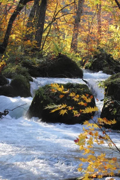 Осенние Цвета Реки Ойрасэ Расположенные Префектуре Аомори Япония — стоковое фото