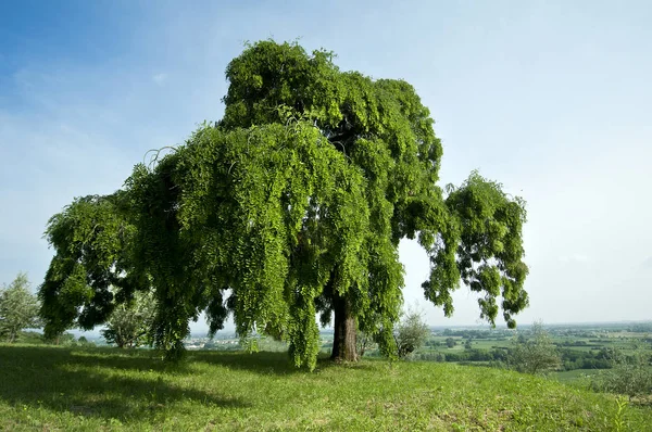 Stor Sophoras Träd Sommaren — Stockfoto