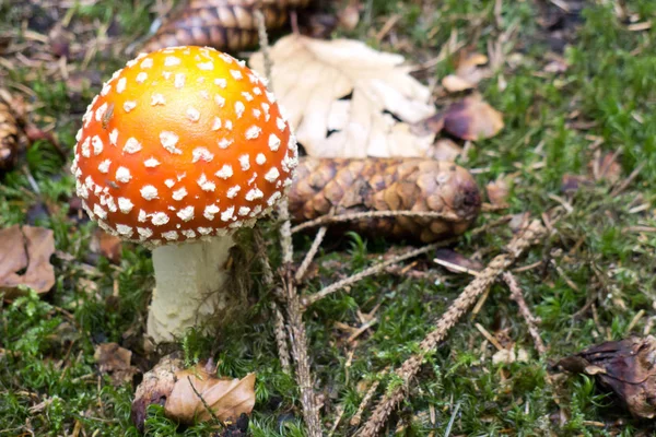 숲속의 유독한 아마니타 버섯의 디테일 — 스톡 사진