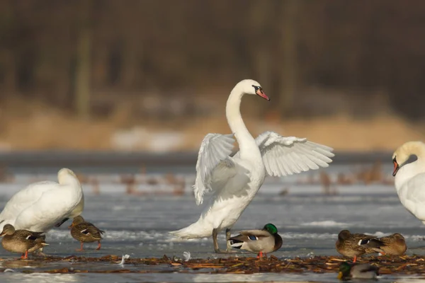 Zwaan Blauw Meerwater Zonnige Dag Zwanen Vijver Natuurserie — Stockfoto