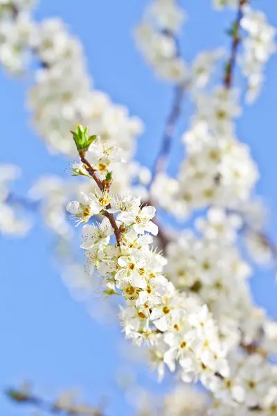 Wiśni Białych Kwiatów Nad Niebieski Niebo — Zdjęcie stockowe