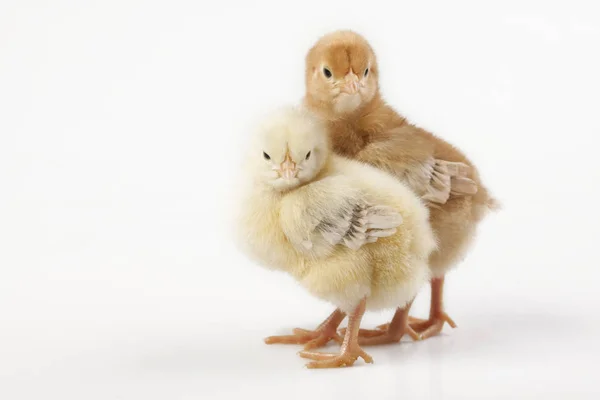 Velikonoční Kuře Prázdninové Pojetí — Stock fotografie