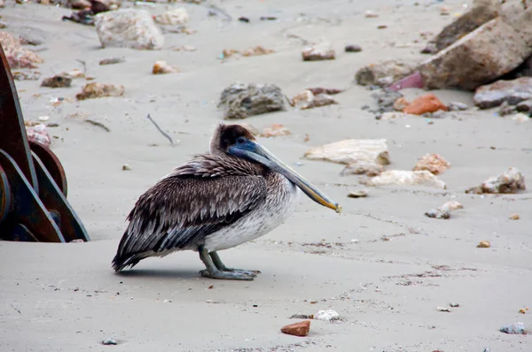 Sebuah Pelican Coklat Berdiri Pantai Galveston Texas — Stok Foto