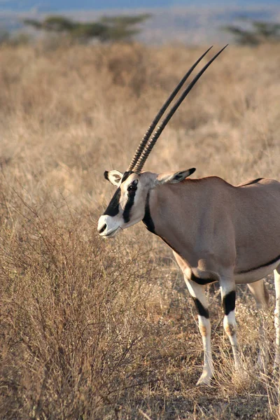 Una Delle Antilopi Più Grandi Spesso Chiamata Spadaccino Delle Pianure — Foto Stock