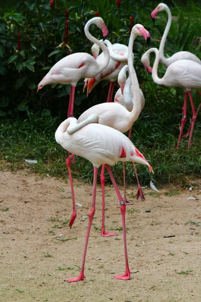 Större Flamingo Fenicopterus Roseus — Stockfoto