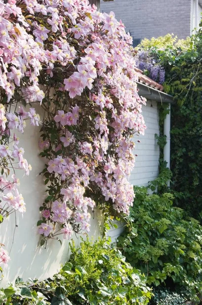 Pared Blanca Con Floración Rosa Clematis Montana Primavera — Foto de Stock