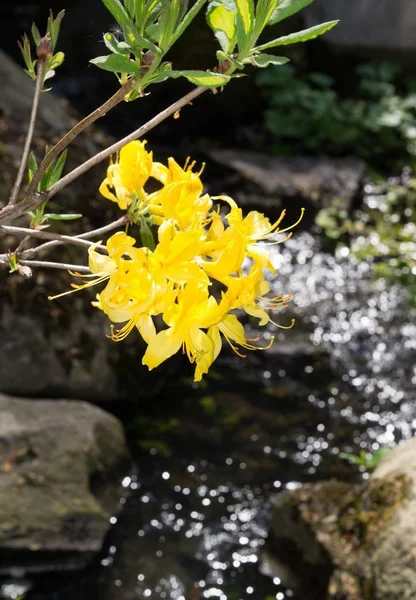 Closeup Yellow Flower River — Stock Photo, Image
