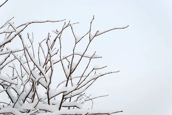 Cerejeira Coroa Coberta Neve Espaço Cópia — Fotografia de Stock