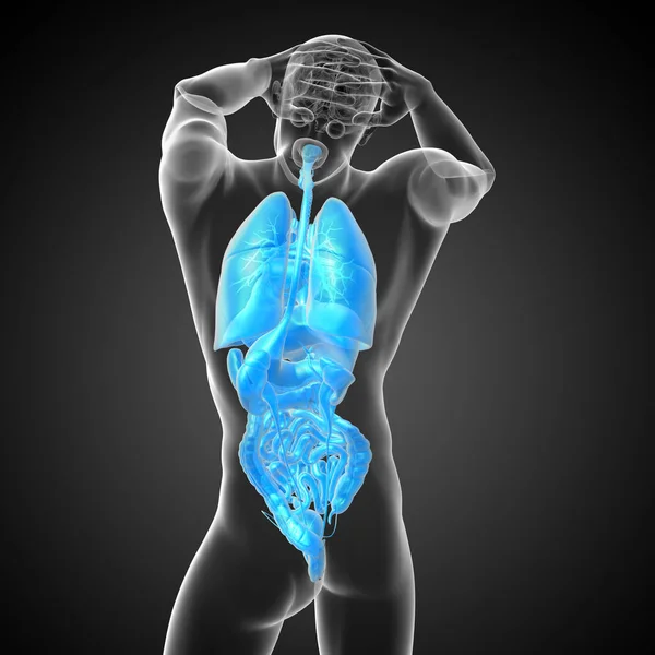 Візуалізація Медичної Ілюстрації Травної Системи Людини Дихальної Системи Вид Ззаду — стокове фото