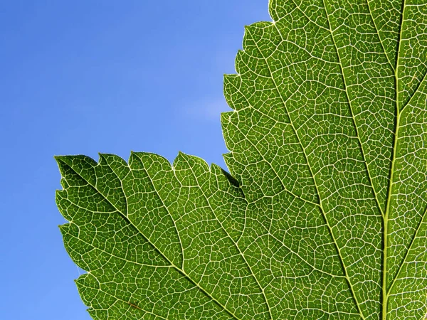 Hintergrund Aus Grünem Blech — Stockfoto