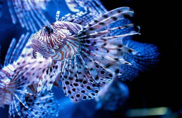 Close Lion Fish Swimming — Stock Photo, Image