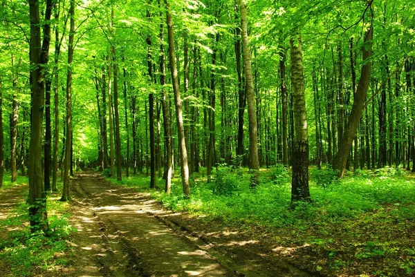 Ścieżka Jest Zielonym Lesie — Zdjęcie stockowe