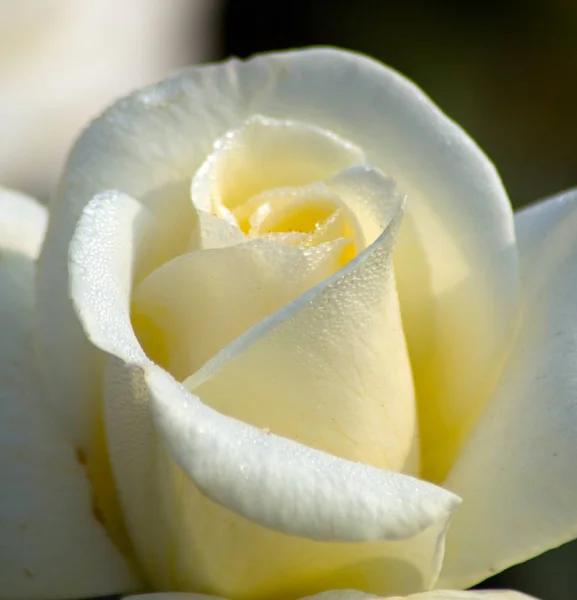 Plano Aislado Flor Rosa Blanca — Foto de Stock