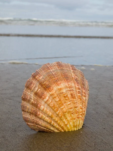 Coquille Pétoncle Collant Dans Sable Bord Eau Une Plage — Photo