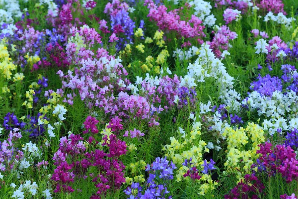 Nahaufnahme Von Blumen Der Natur — Stockfoto