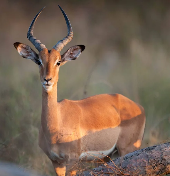 Impala Aepyceros Melampus Perto Parque Nacional Kruger — Fotografia de Stock