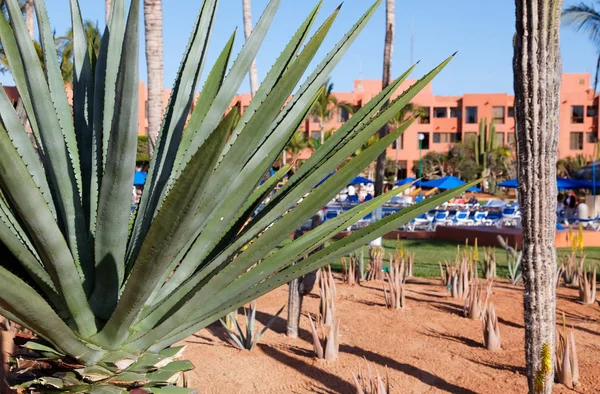 ロスカボス メキシコのバケーションリゾートの砂漠の植物 — ストック写真