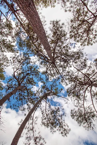 Vista Del Pinus Pinaster Árbol Con Ramas Sobre Cielo Azul — Foto de Stock