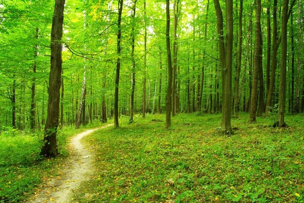 Caminho Está Floresta Verde — Fotografia de Stock