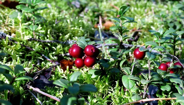 Bilberry Close Forest — Stock Photo, Image