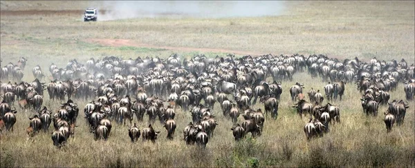 Herd Gnu Antelopes Grazed Faded Grass Savanna — Stock Photo, Image