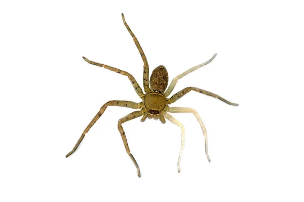 Hairy House Spider Tegenaria Domesticus White Background — Stock Photo, Image