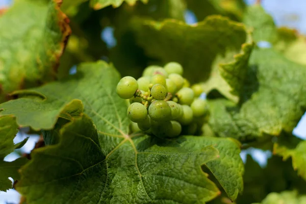 Uvas Jóvenes Que Crecen Viñedo Finales Del Verano — Foto de Stock