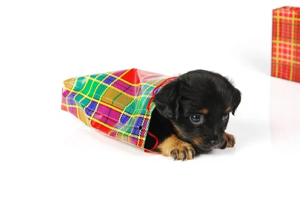 Mongrel Puppy Gift Bag Tartan Pattern — Stock Photo, Image