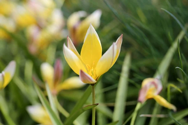 Gul Gule Blomster Blomster Sommer Blomster Blomster Fotografi Blomster Bilder — Stock Fotó