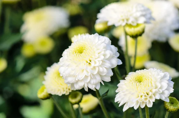 Beyaz Krizantem Morifolium Çiçek Chiang Mai Province Tayland Doi Inthanon — Stok fotoğraf