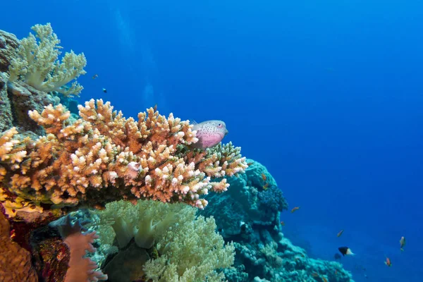 Arrecife Coral Con Coral Duro Peces Exóticos Fondo Del Mar —  Fotos de Stock