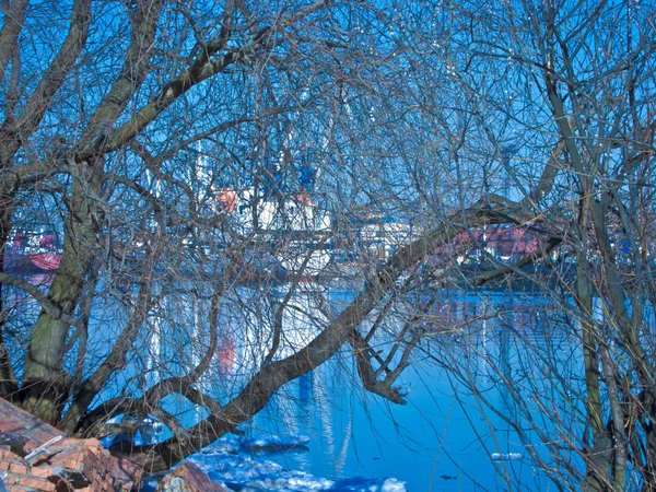 Árbol Viejo Día Frío Puerto — Foto de Stock