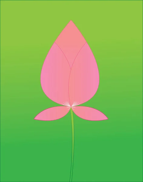 Boom Lotus Rose Sur Fond Vert — Photo