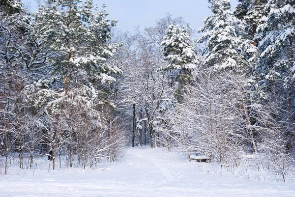 Estrada Coberta Neve Floresta Inverno Norte Paisagem — Fotografia de Stock