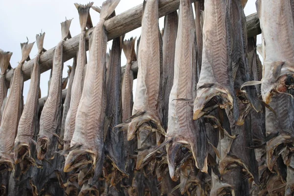 Stockfish Beeing Dried Lofoten Norway — Stock Photo, Image