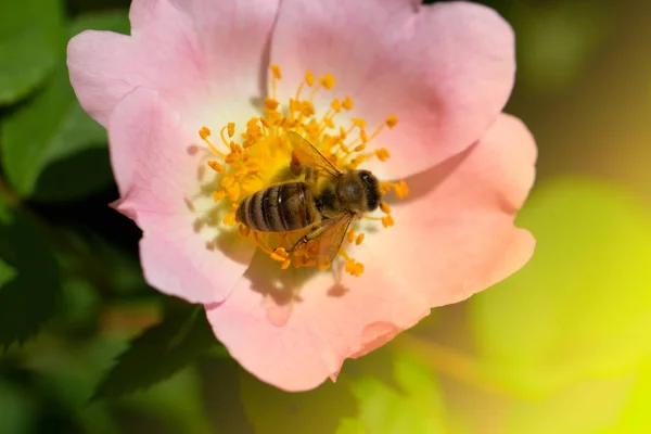 Lente Zomer Rozenbloem Bij Bijen Een Bloem — Stockfoto