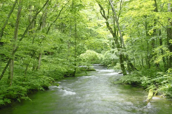 Ойразный Поток Летом Префектура Аомори Тухоку Япония — стоковое фото
