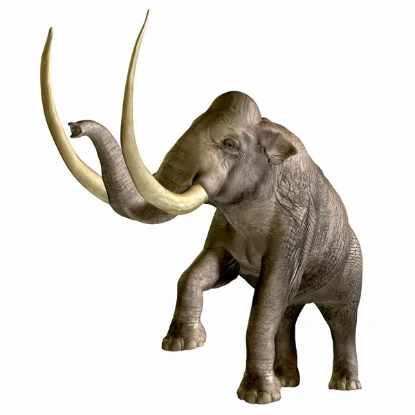 컬럼비아 매머드 Mammoth 역사의 Pleistocene 시대에서 파우나 하나입니다 화석은 북미와 — 스톡 사진