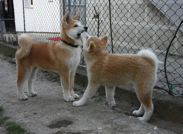 素晴らしい日本の子犬の犬の秋田犬庭で遊んで — ストック写真