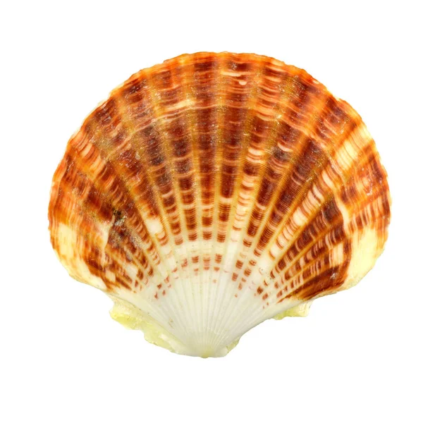 Seashell Izolowane Białym Tle — Zdjęcie stockowe