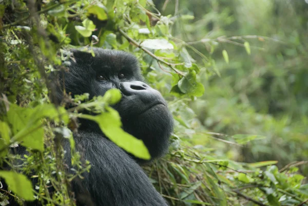 Primer Plano Gorila Bosque Ruanda — Foto de Stock