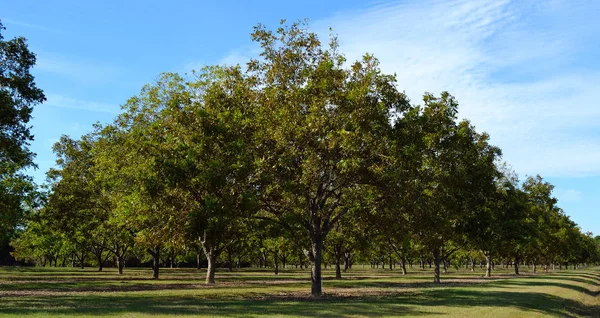 Vista Young Pecan Orchard —  Fotos de Stock